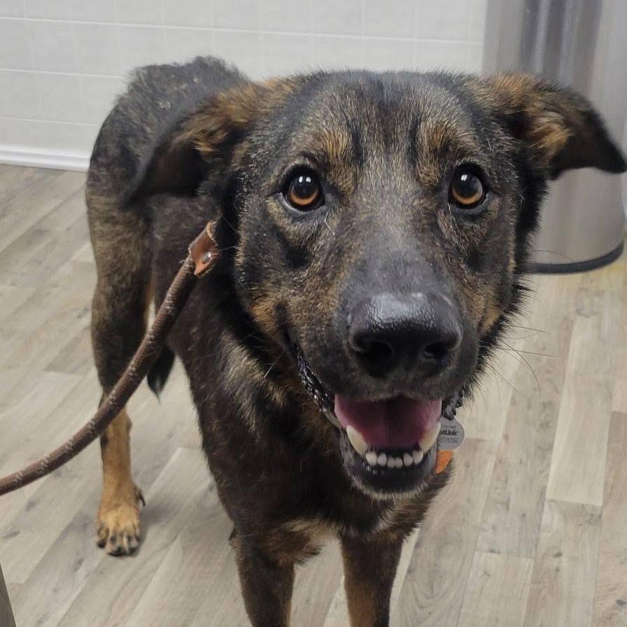 Enlarge Bonsai 22753, a Adoptable mixed breed in Minneapolis, MN image 4/6