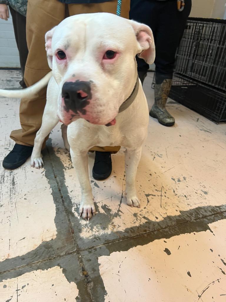 Smudge, Adoptable, Young Male Pit Bull Terrier.