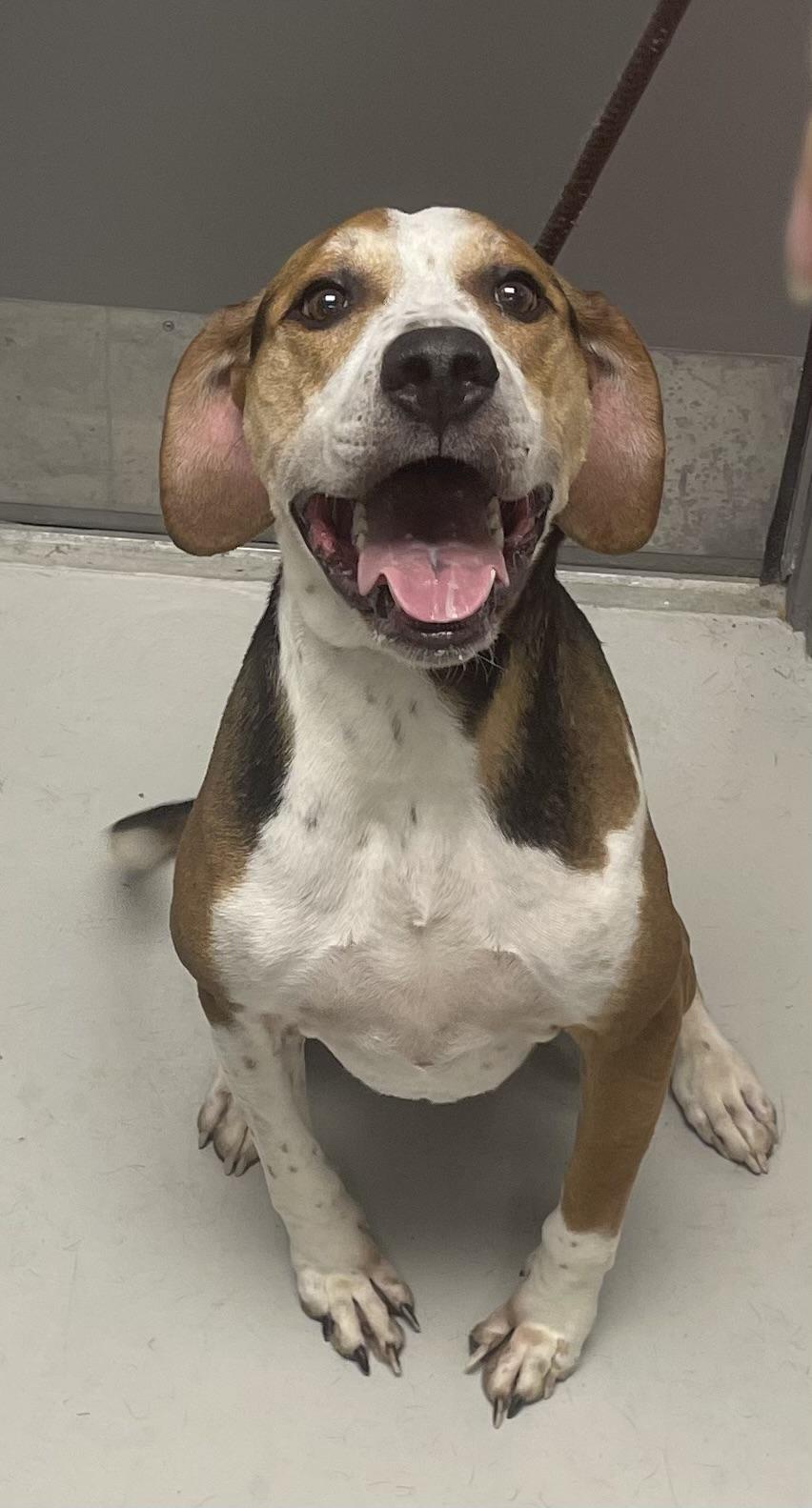Howie, Adoptable, Adult Male Treeing Walker Coonhound.