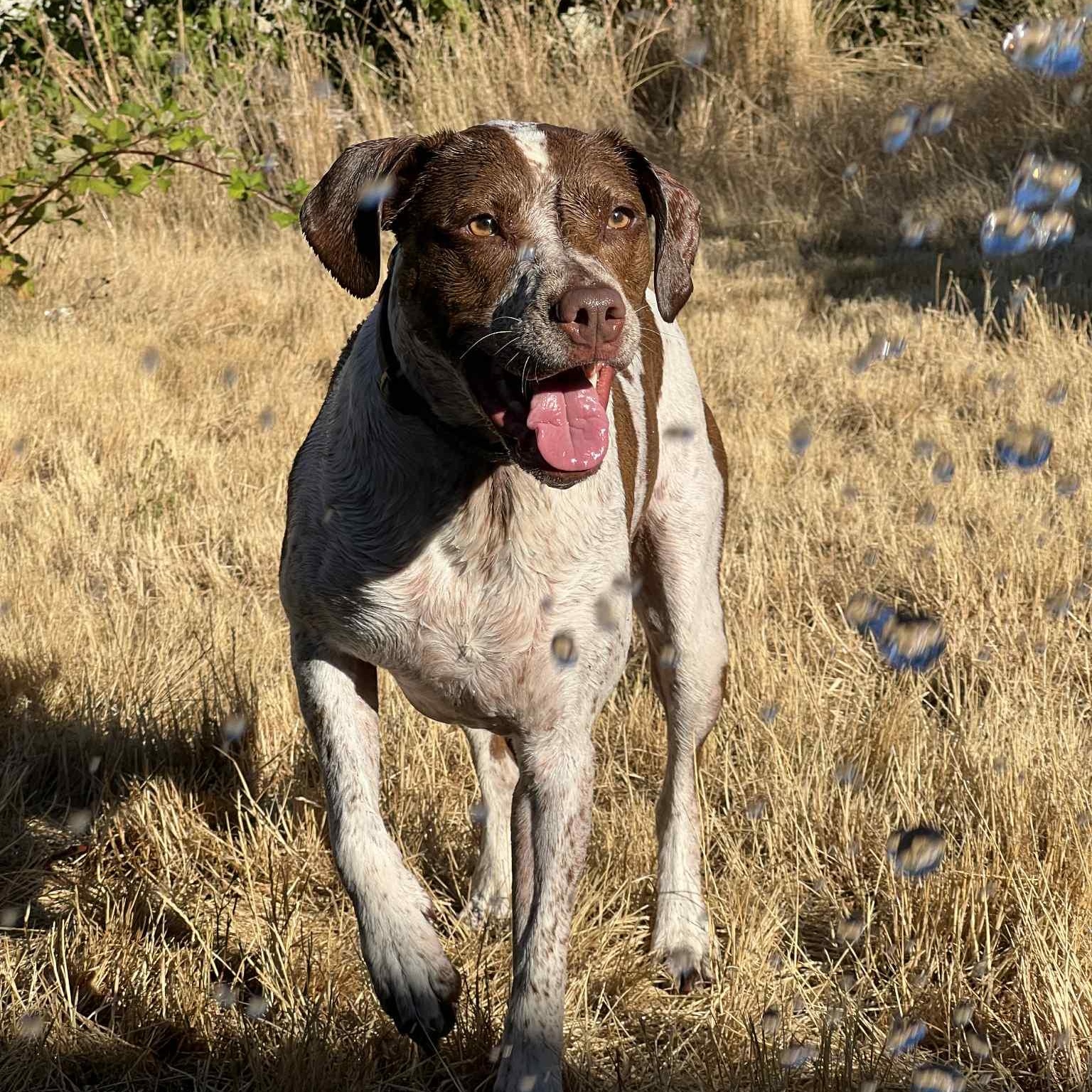Bubbles, Adoptable, Adult Female English Springer Spaniel & Pit Bull Terrier.