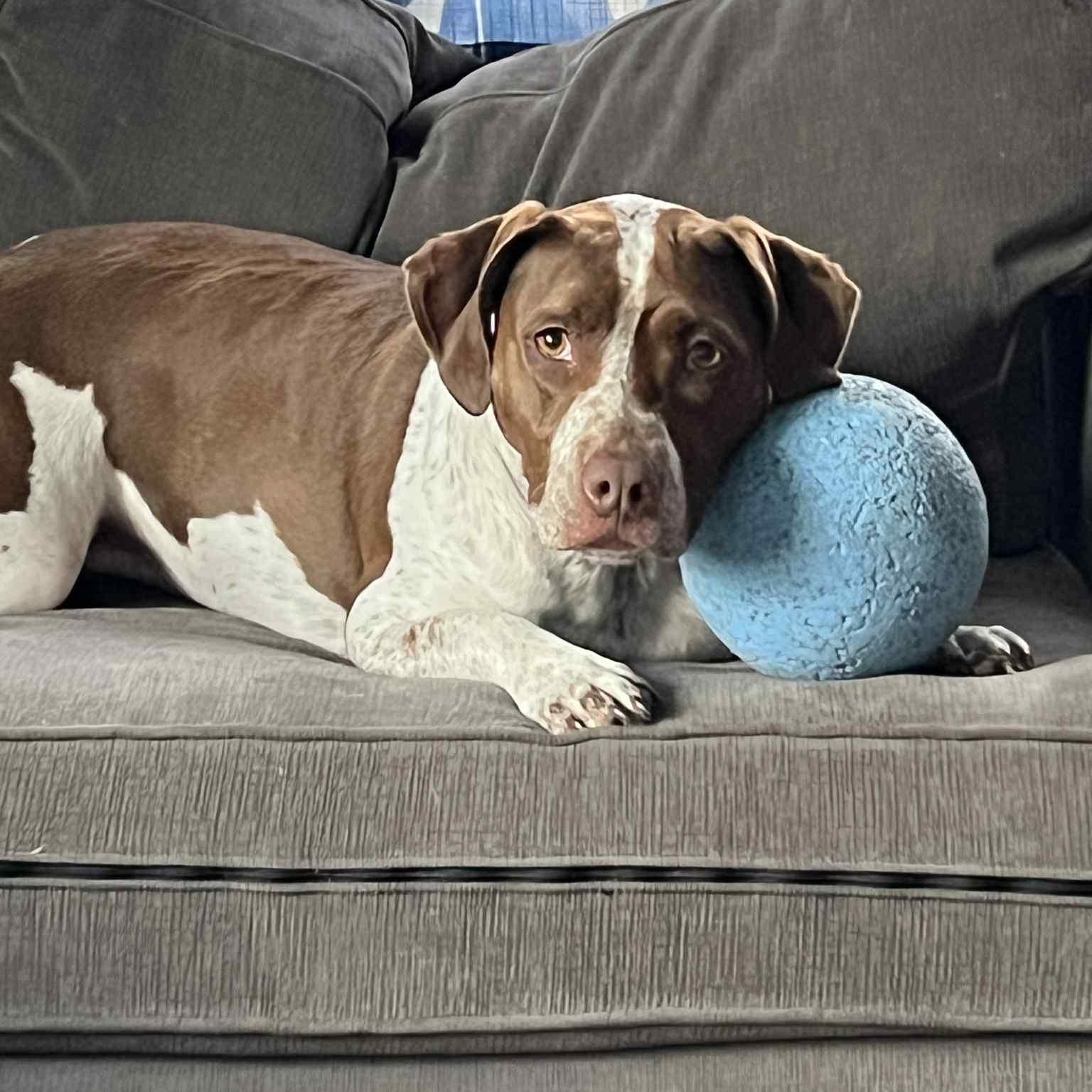 Enlarge Bubbles, a Adoptable mixed breed in Rochester, WA image 5/6