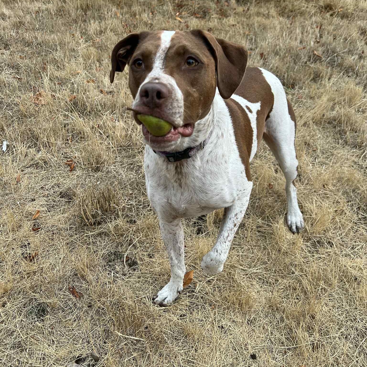 Enlarge Bubbles, a Adoptable mixed breed in Rochester, WA image 1/6