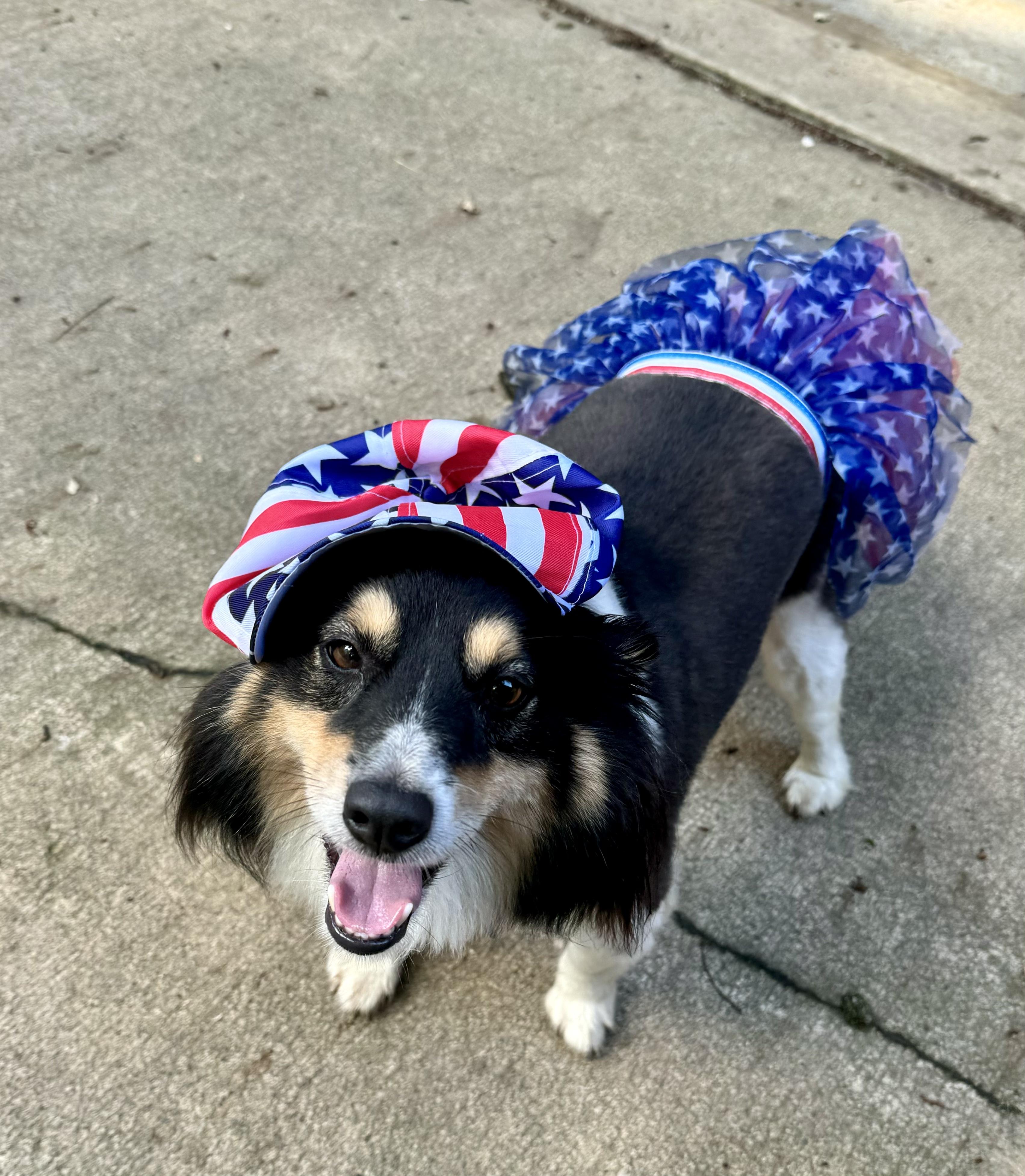 Shandi, Adopted, Adult Female Border Collie.