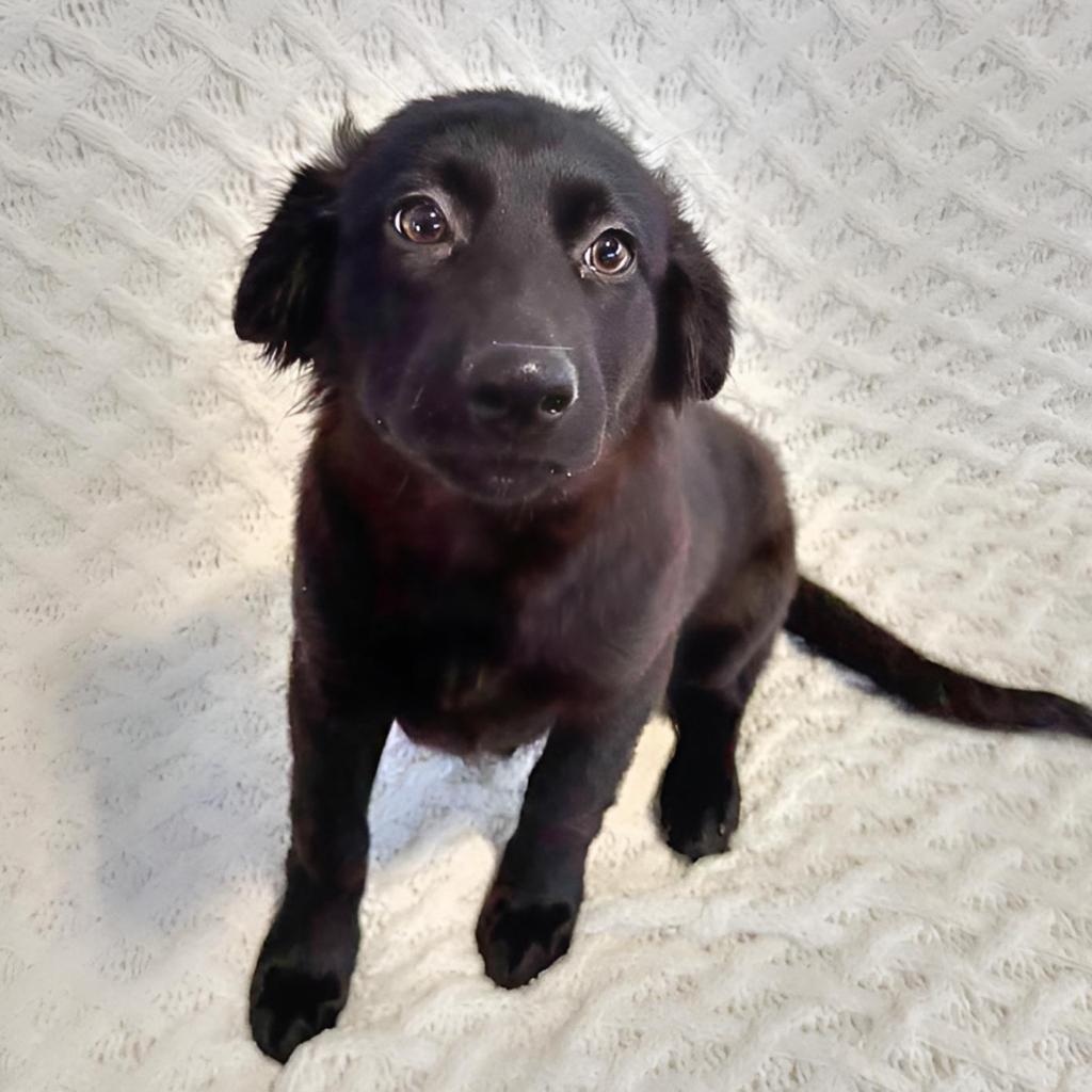 Miley, a ADOPTABLE mixed breed in Joliet, IL image 1/2