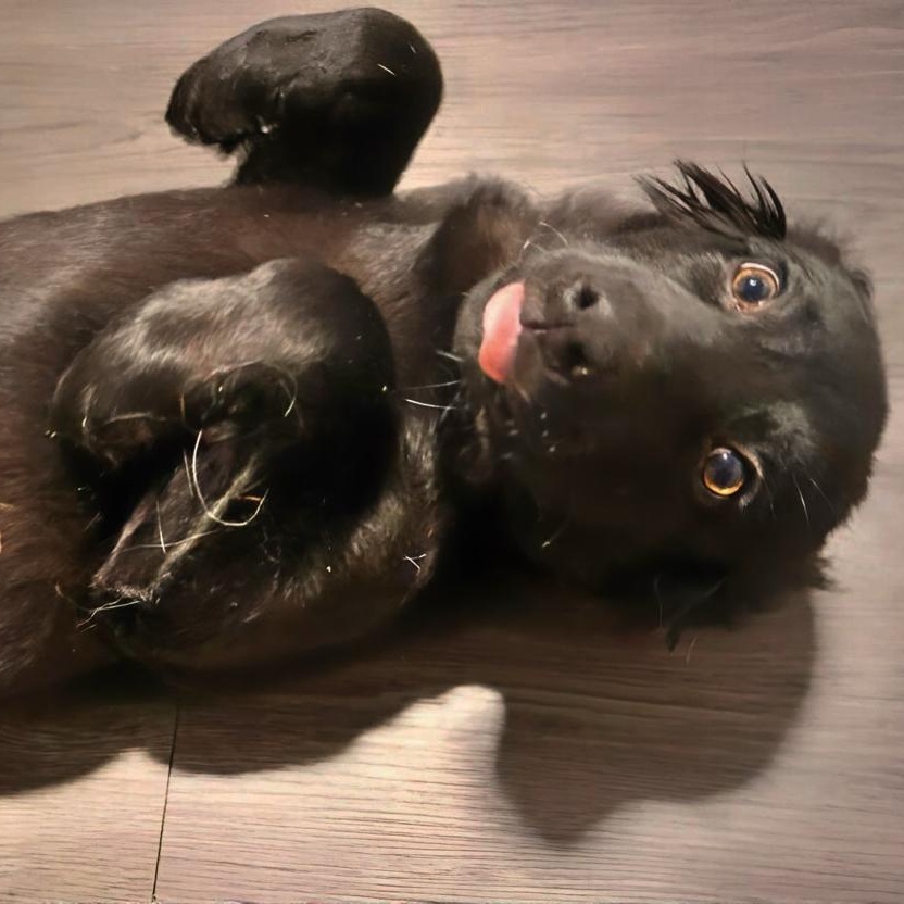 Miley, a ADOPTABLE mixed breed in Joliet, IL image 2/2