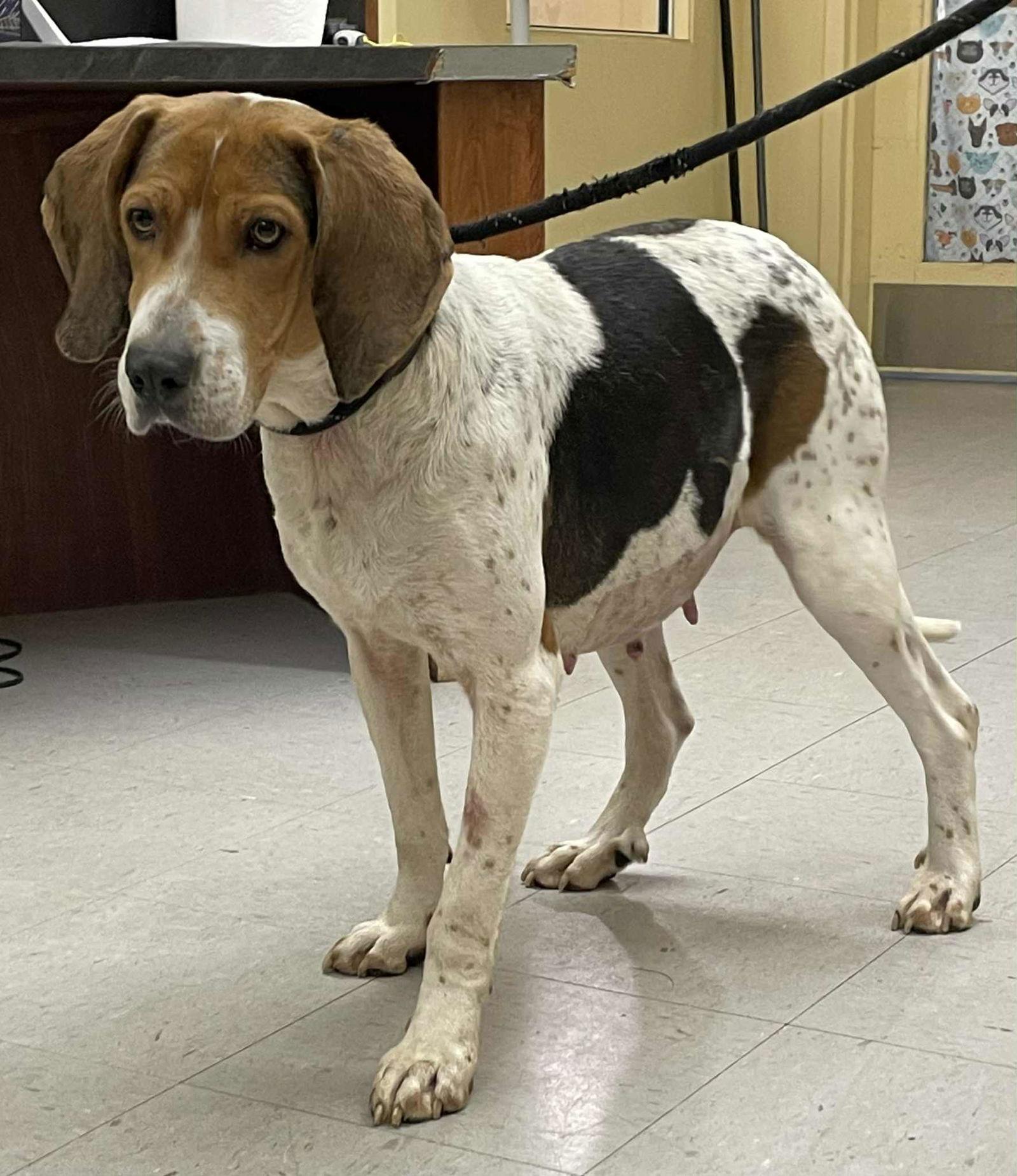 Millie, Adoptable, Adult Female Hound.