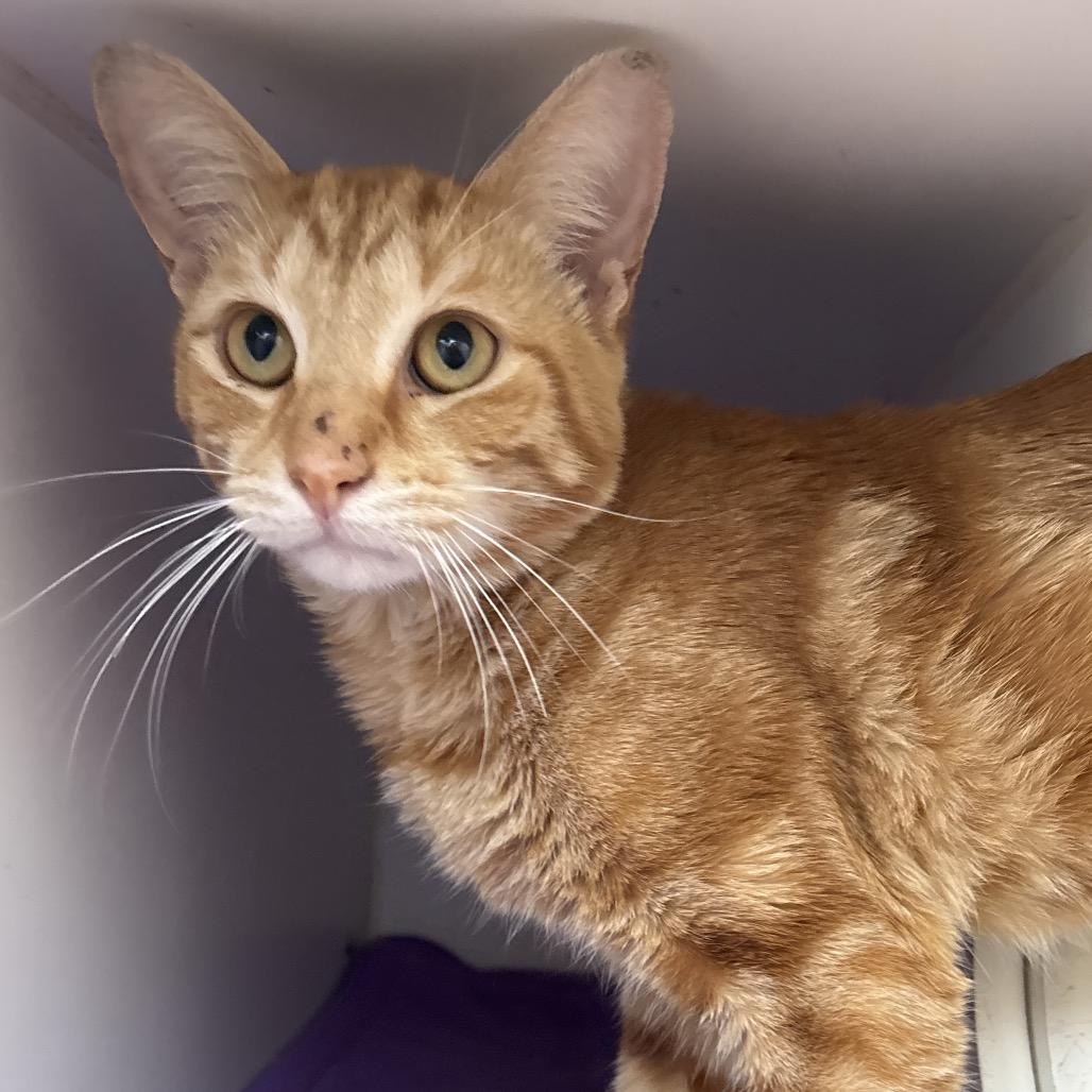 Ham, Adoptable, Adult Male Domestic Short Hair.