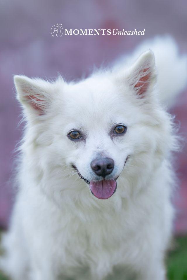 Bear, a Adoptable American Eskimo Dog in Myakka City, FL image 2/4