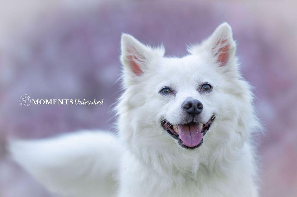 Bear, a Adoptable American Eskimo Dog in Myakka City, FL image 1/4