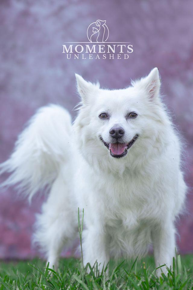 Bear, a Adoptable American Eskimo Dog in Myakka City, FL image 3/4