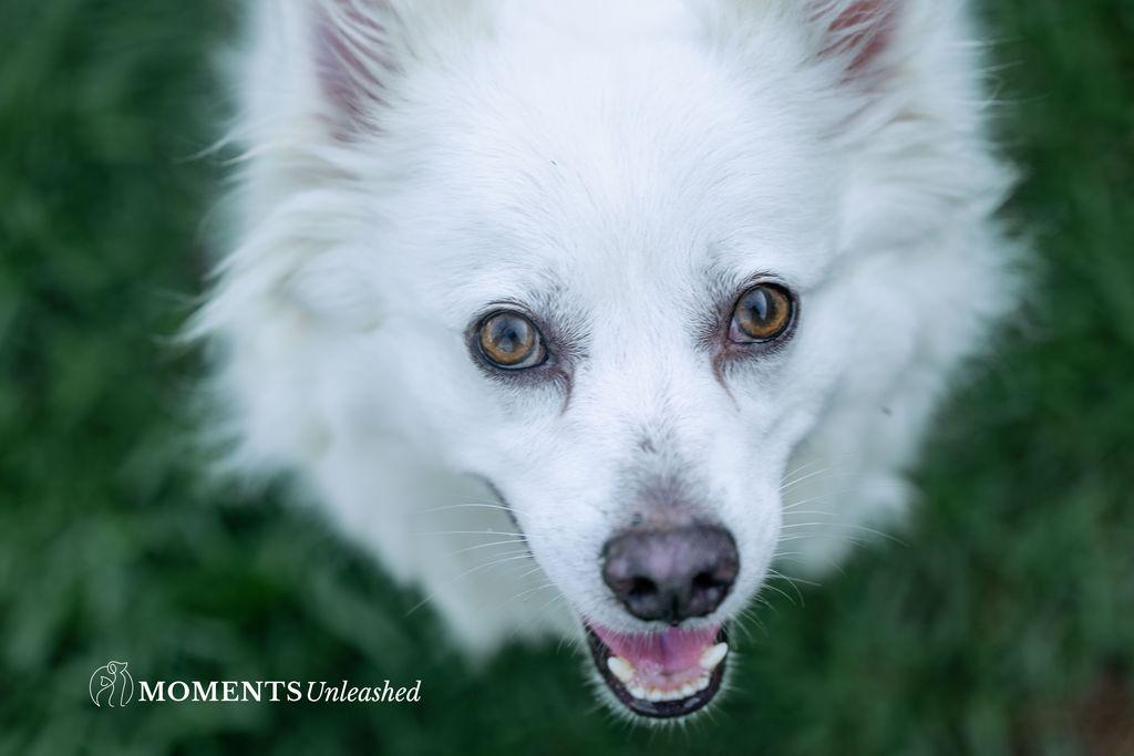 Bear, a Adoptable American Eskimo Dog in Myakka City, FL image 4/4
