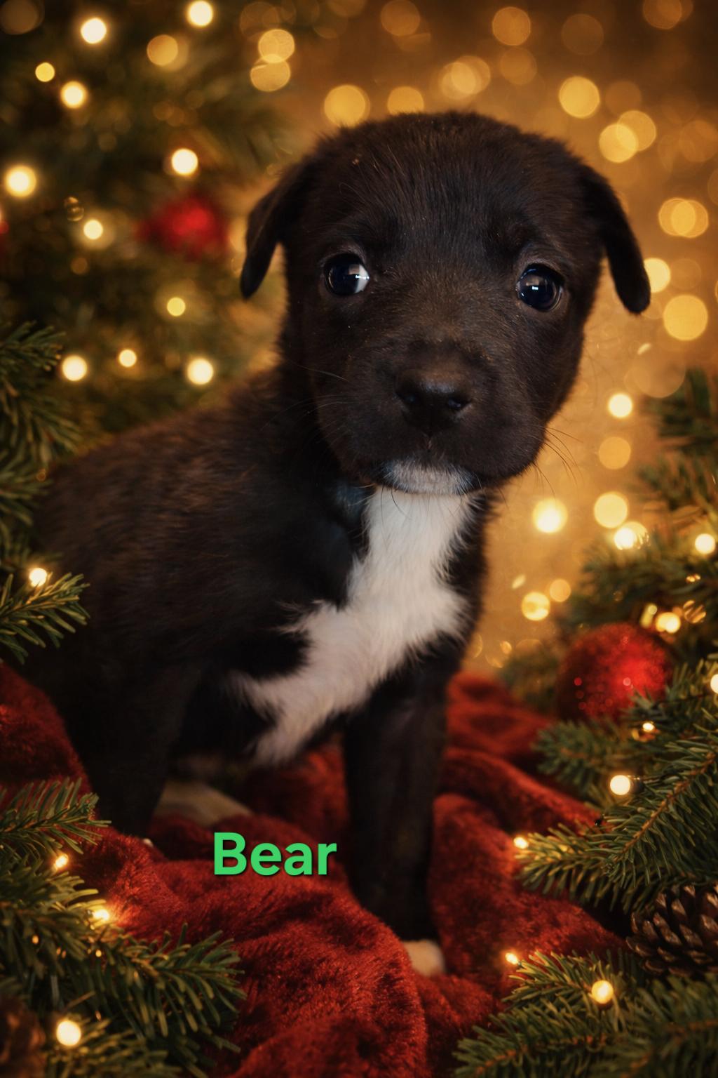 Enlarge Bear, Fawn and Moose, an adoptable mixed breed in Littleton, CO image 3/3