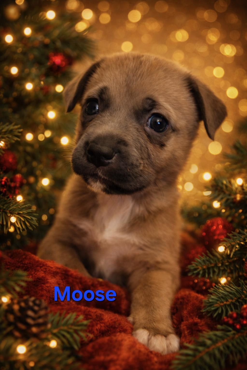 Enlarge Bear, Fawn and Moose, an adoptable mixed breed in Littleton, CO image 2/3