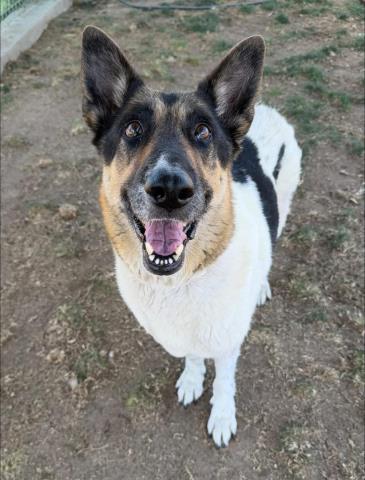 Enlarge Ellie - AT RISK SENIOR, an adopted mixed breed in Thousand Oaks, CA image 1/2