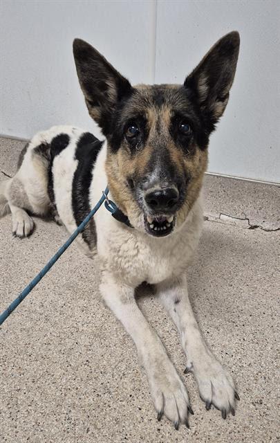 Enlarge Ellie - AT RISK SENIOR, an adopted mixed breed in Thousand Oaks, CA image 2/2