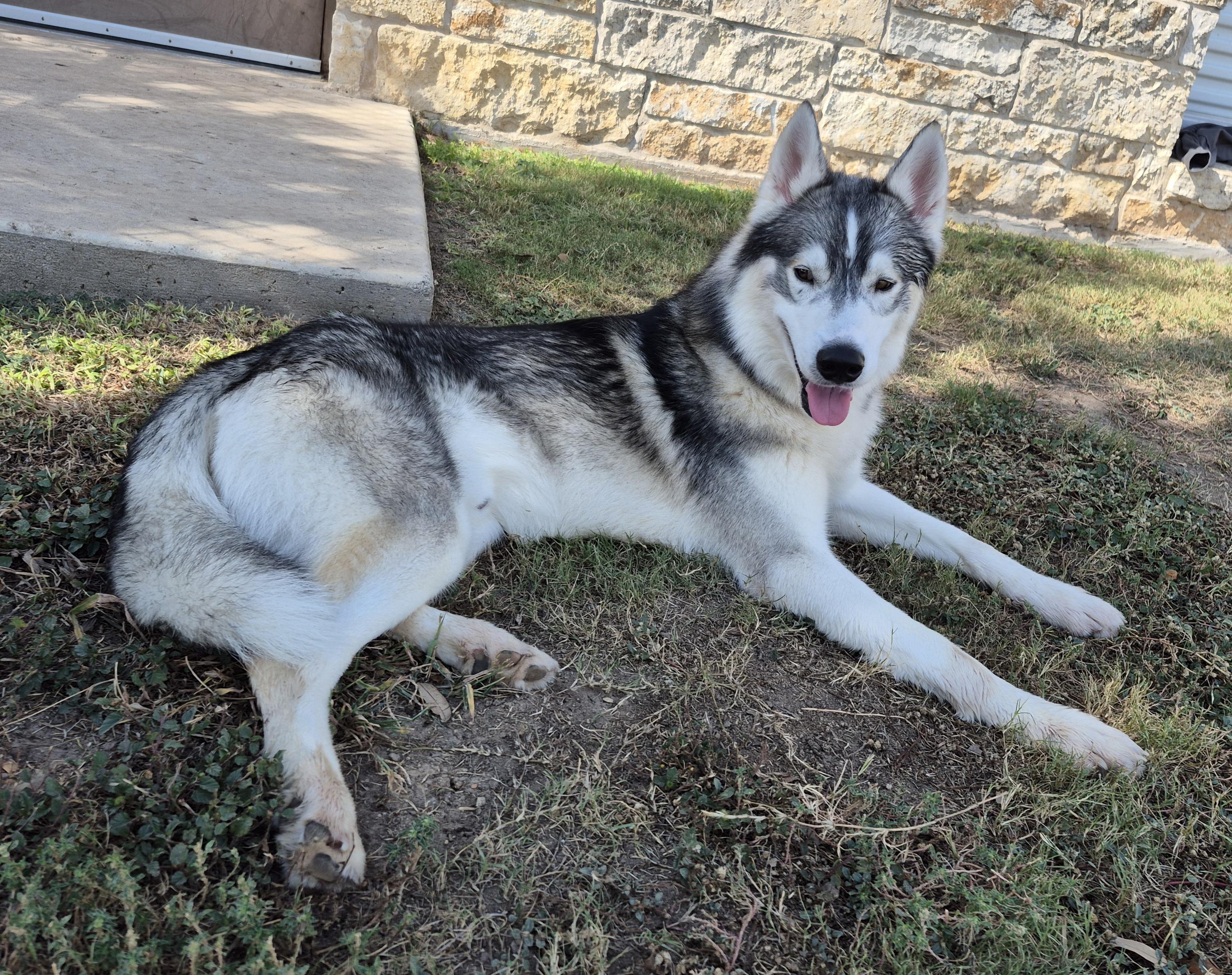 Spice, a Adoptable Husky in Schertz, TX image 1/3