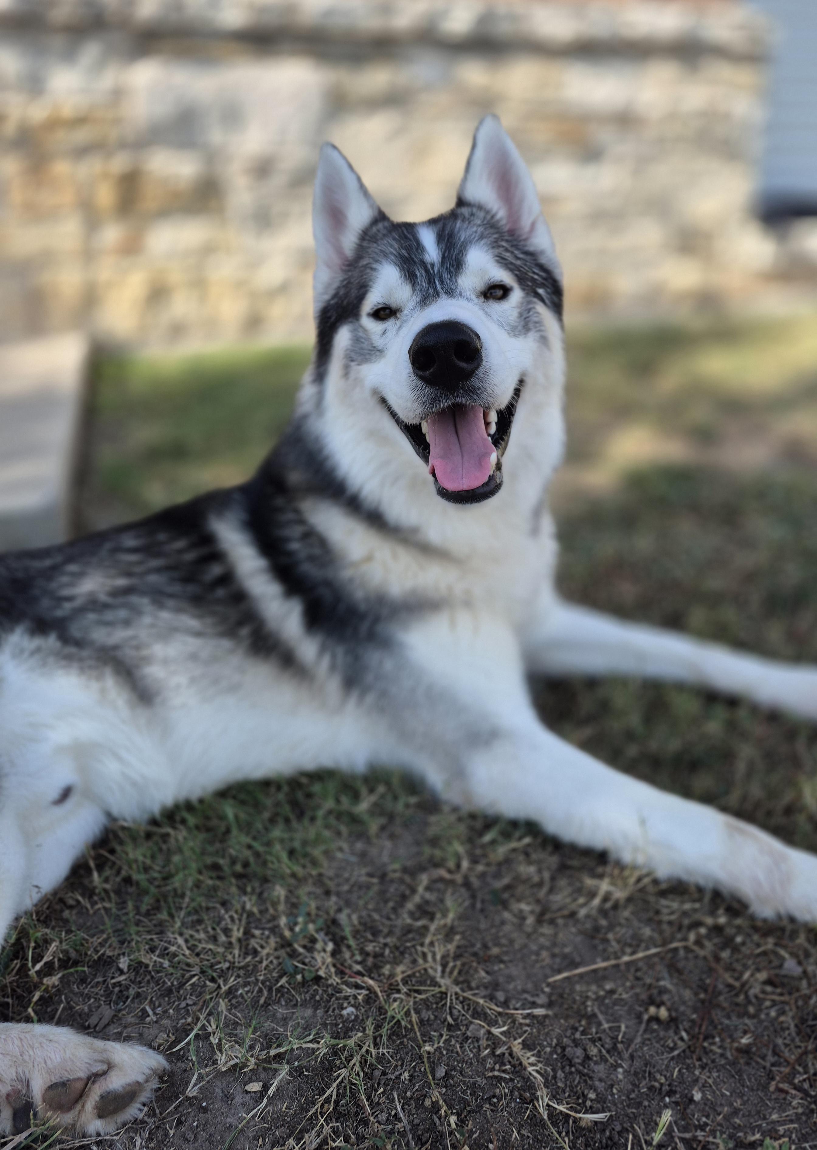 Spice, a Adoptable Husky in Schertz, TX image 2/3