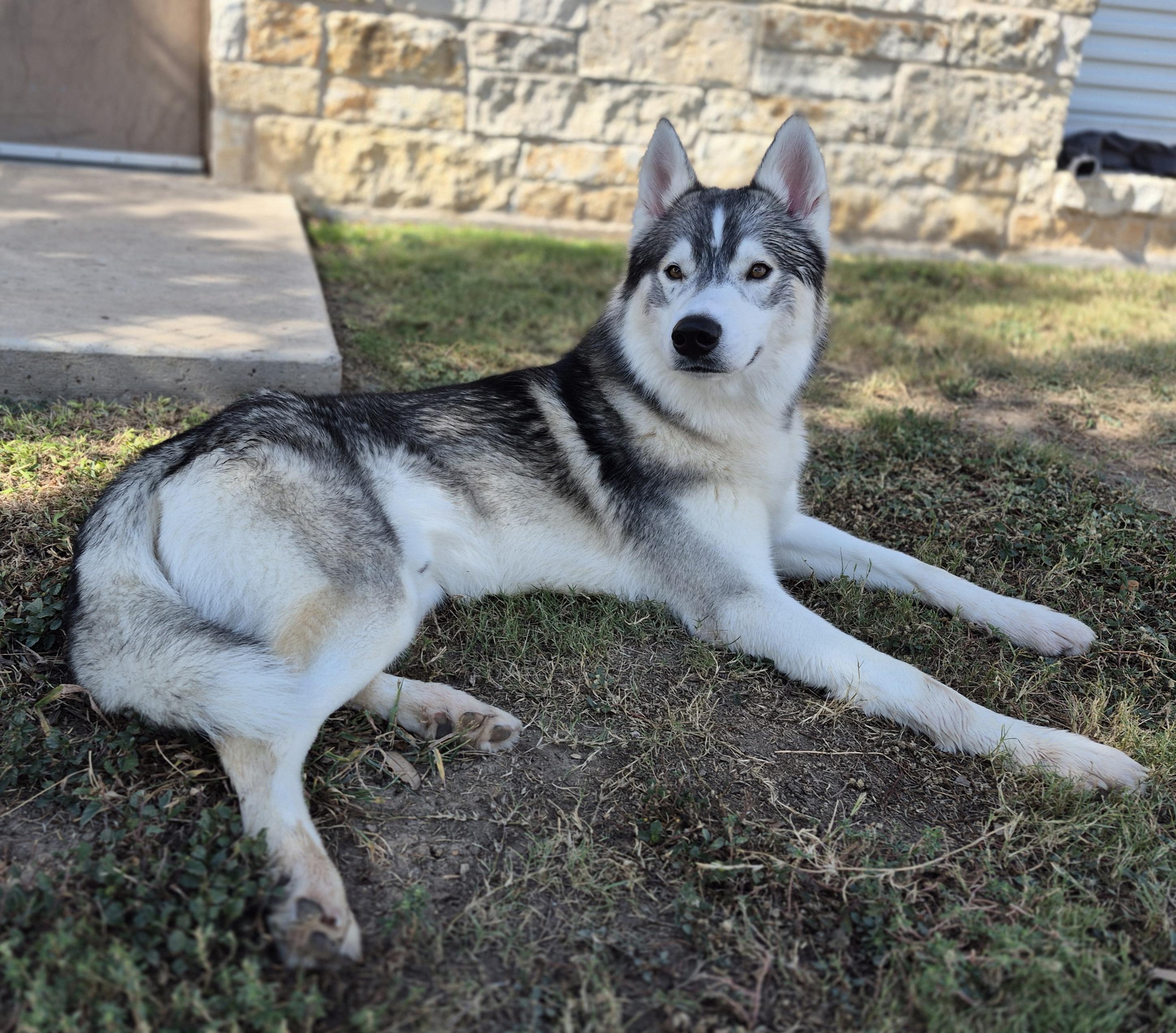 Spice, a Adoptable Husky in Schertz, TX image 3/3