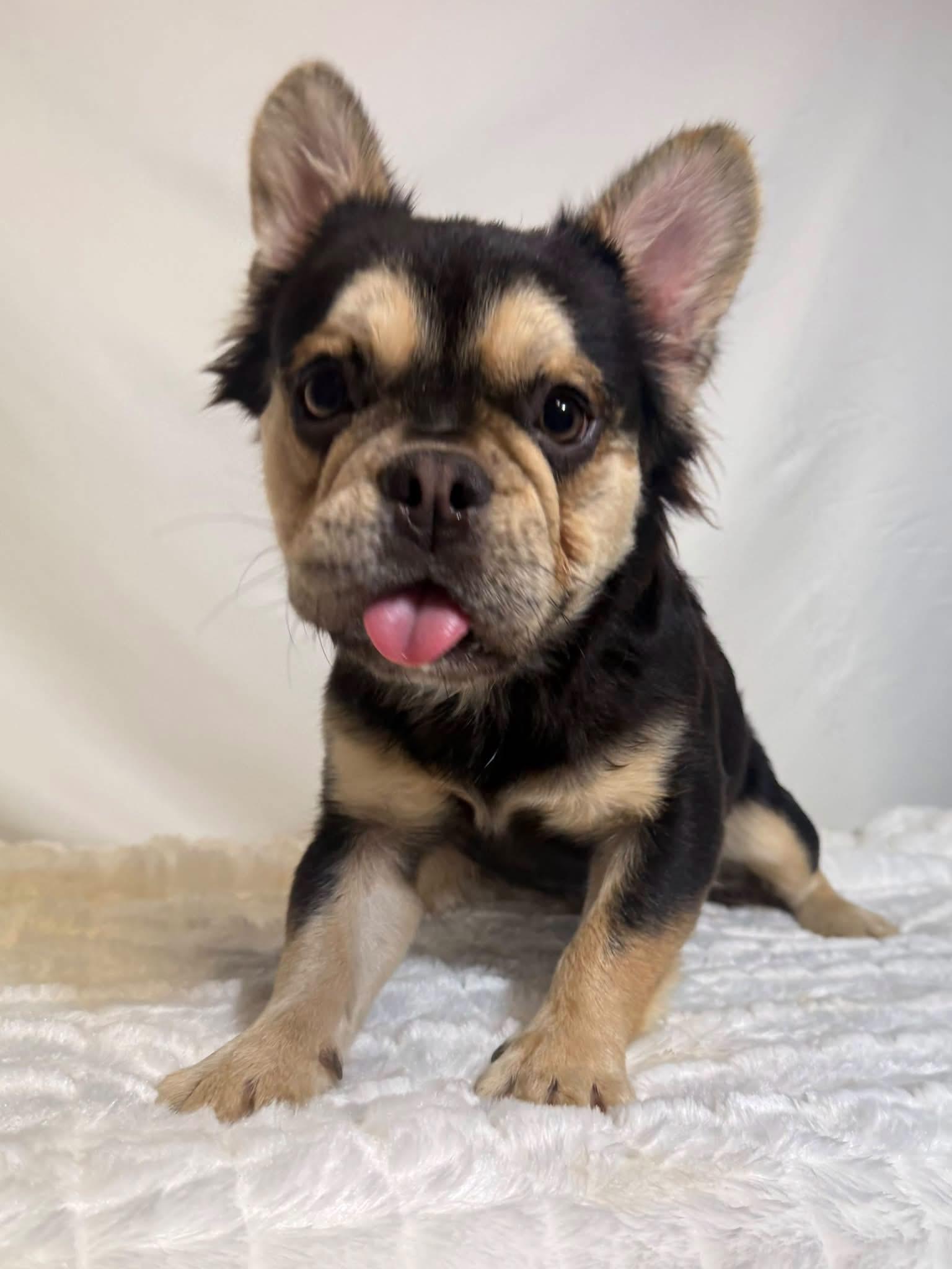 Kenny, Adopted, Young Male French Bulldog.