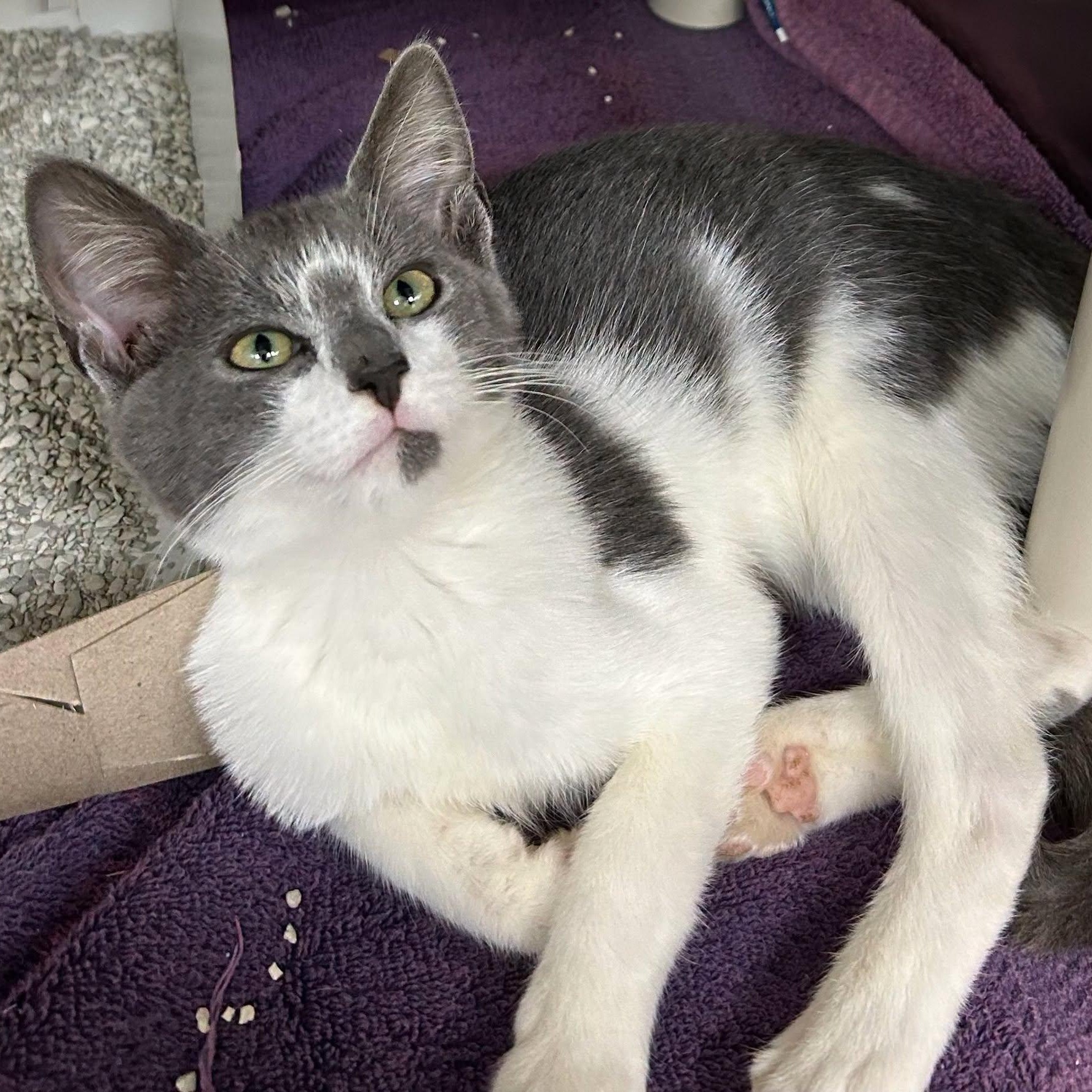 Spock - Adoptable Pet | Petfinder