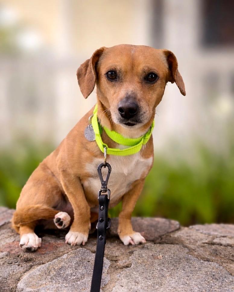 Enlarge Florian, a Adoptable mixed breed in Reno, NV image 1/5