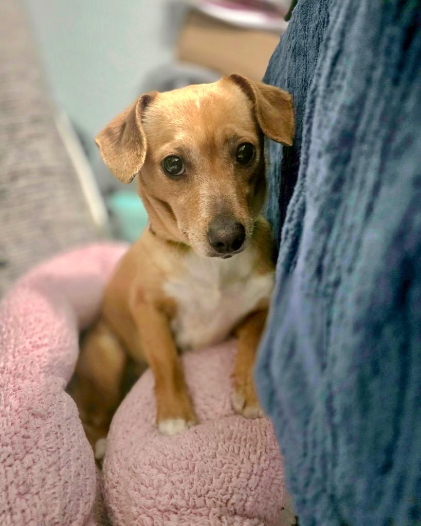 Enlarge Florian, a Adoptable mixed breed in Reno, NV image 2/5