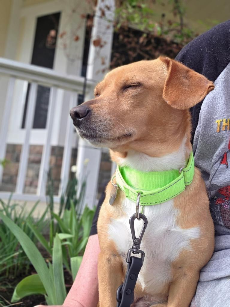 Enlarge Florian, a Adoptable mixed breed in Reno, NV image 3/5