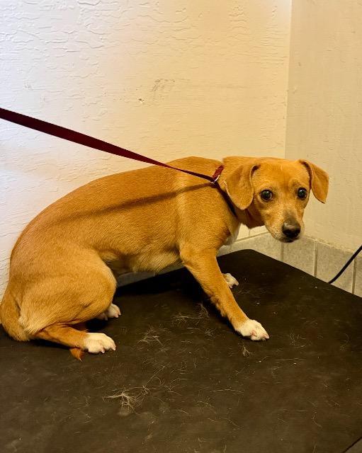 Enlarge Florian, a Adoptable mixed breed in Reno, NV image 4/5