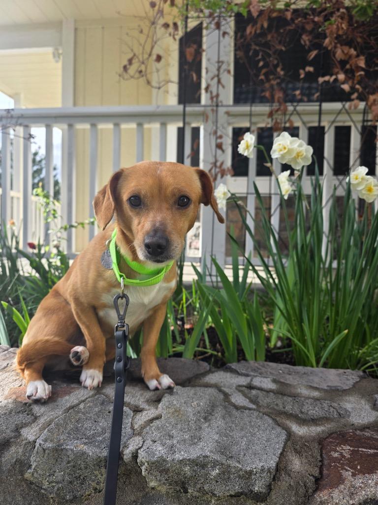 Enlarge Florian, a Adoptable mixed breed in Reno, NV image 5/5