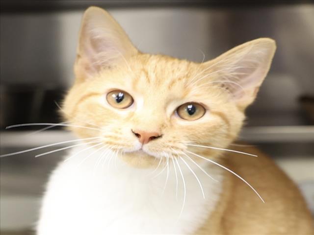 A515779, Adoptable, Kitten Male Domestic Short Hair.