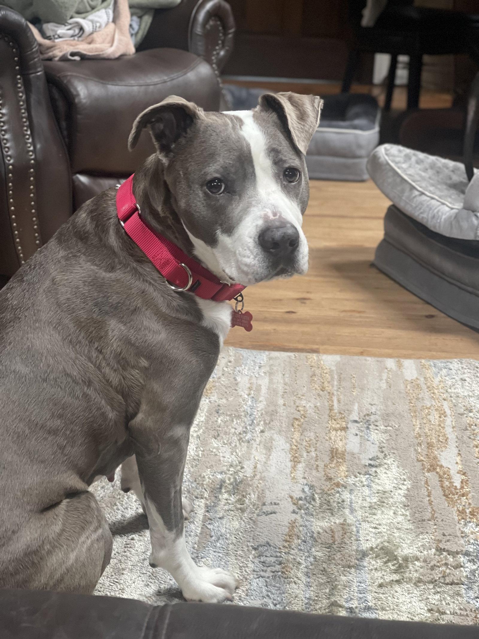 Eva, Adopted, Adult Female Terrier.