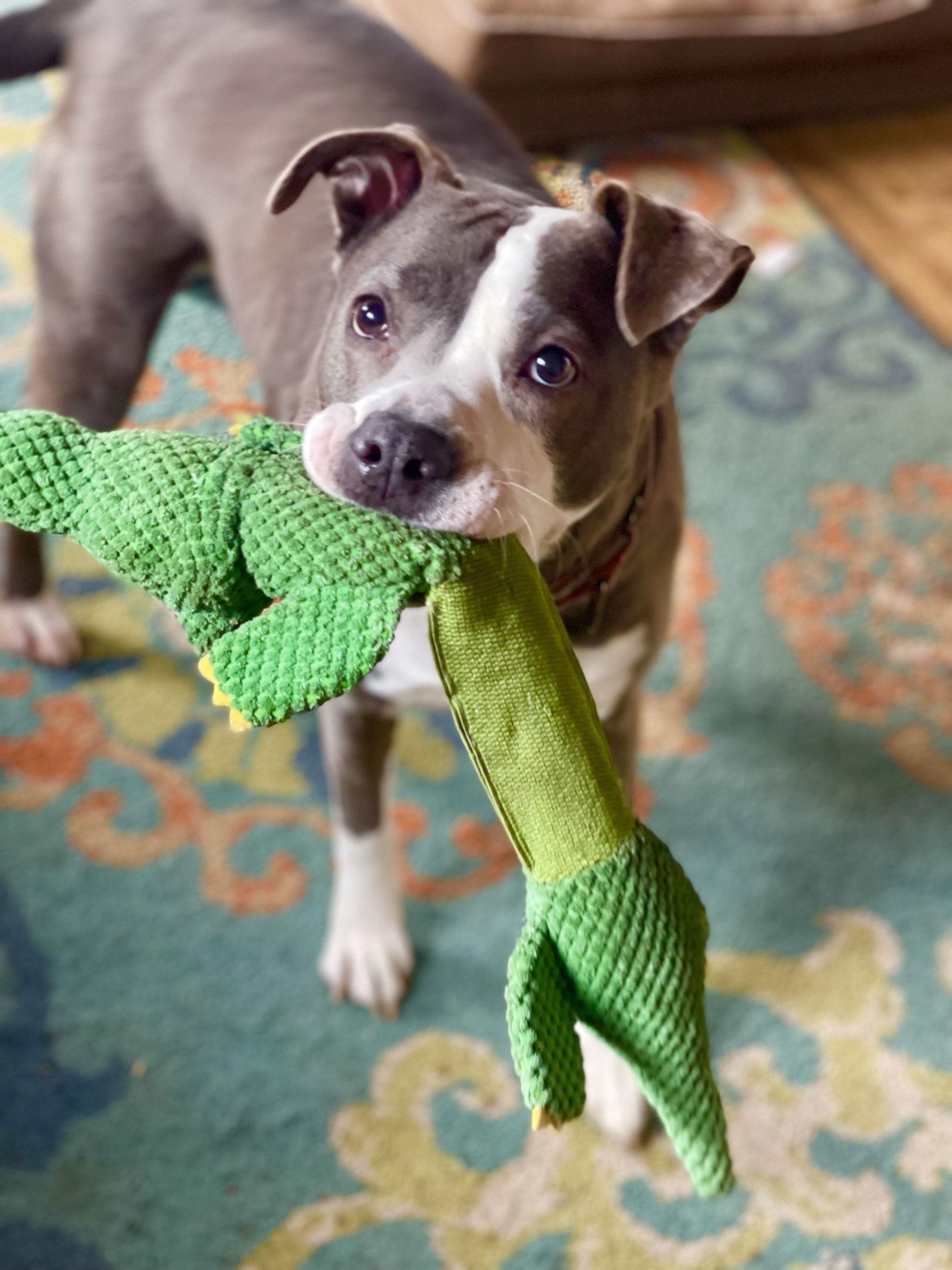 Enlarge Eva, a Adopted Terrier in Blackwood, NJ image 2/3