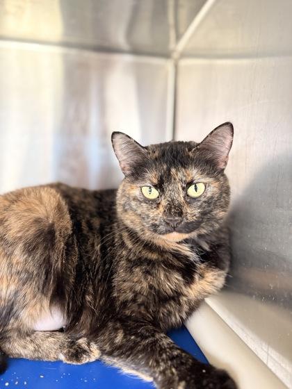 Bonnie, Adoptable, Adult Female Domestic Short Hair & Domestic Short Hair.