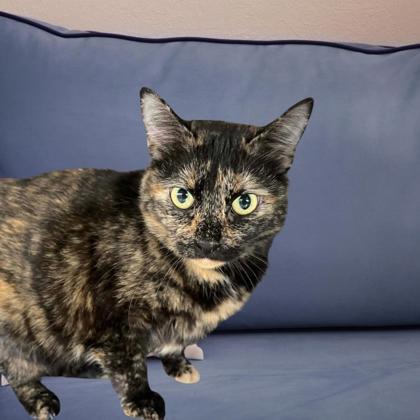 Enlarge Bonnie, a Adoptable mixed breed in Bartlesville, OK image 2/2