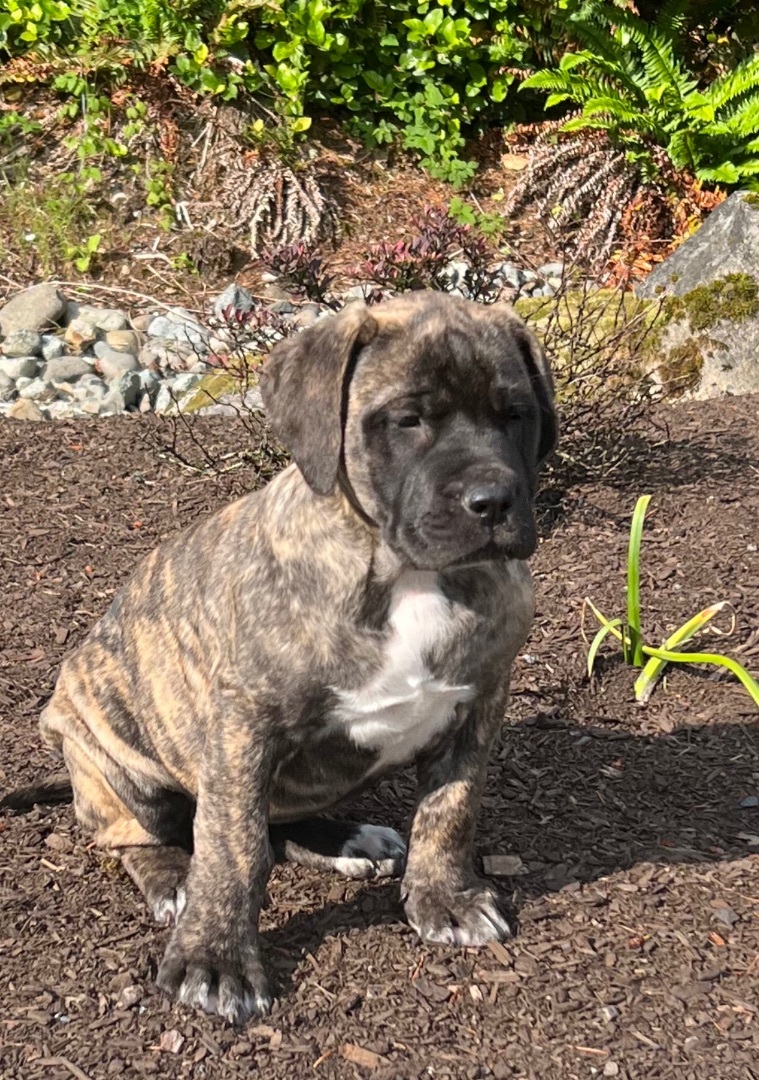 Enlarge Teal, a Adopted Mastiff in Bothell, WA image 1/4