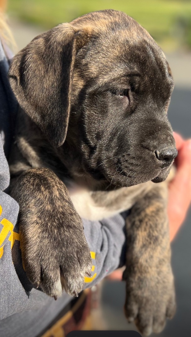 Enlarge Teal, a Adopted Mastiff in Bothell, WA image 2/4