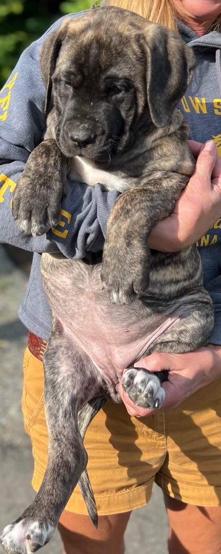 Enlarge Teal, a Adopted Mastiff in Bothell, WA image 3/4