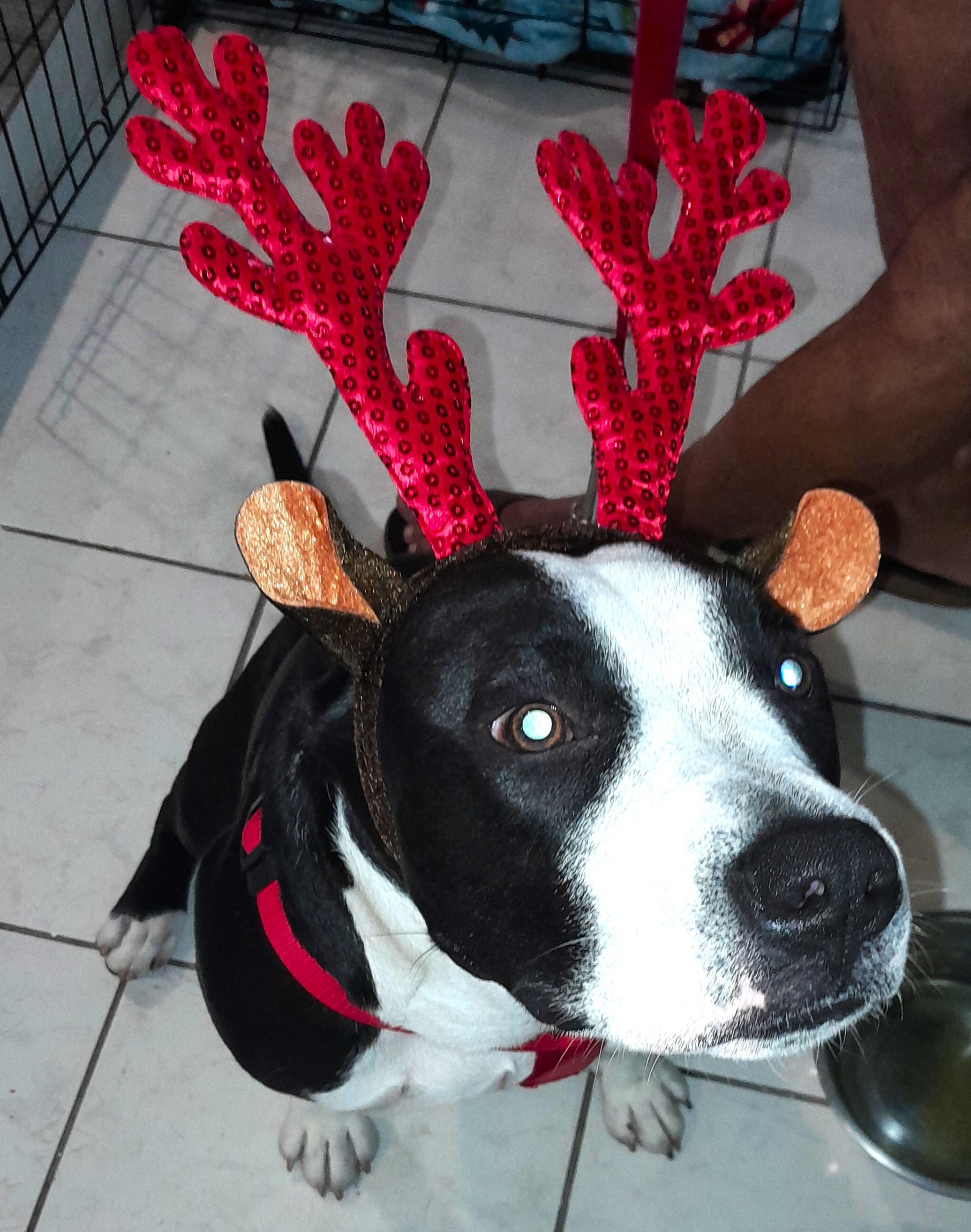 Bandit, a Adopted Mixed Breed in Margate, FL image 4/6