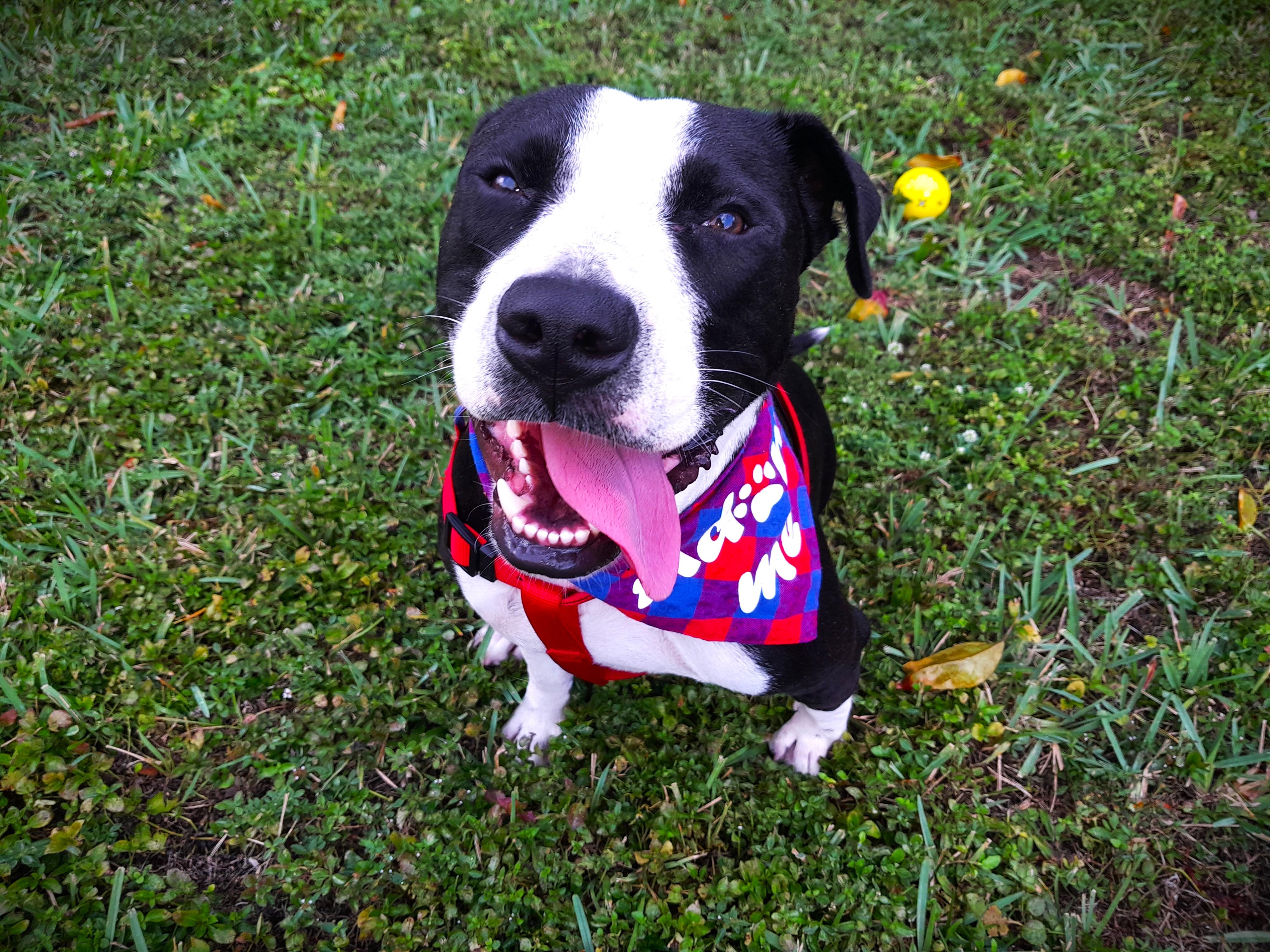 Bandit, Adopted, Adult Male Mixed Breed.