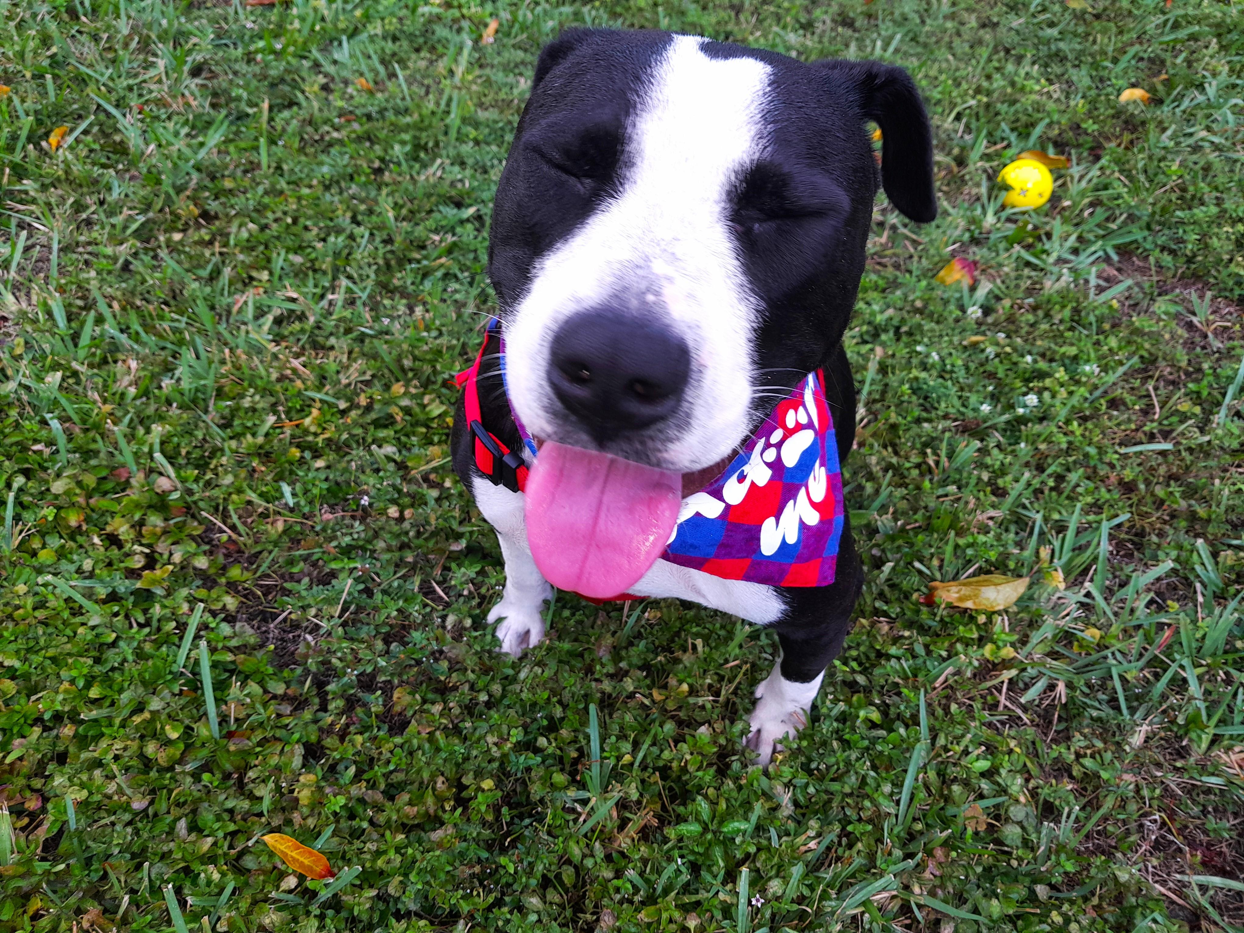 Bandit, a Adopted Mixed Breed in Margate, FL image 6/6
