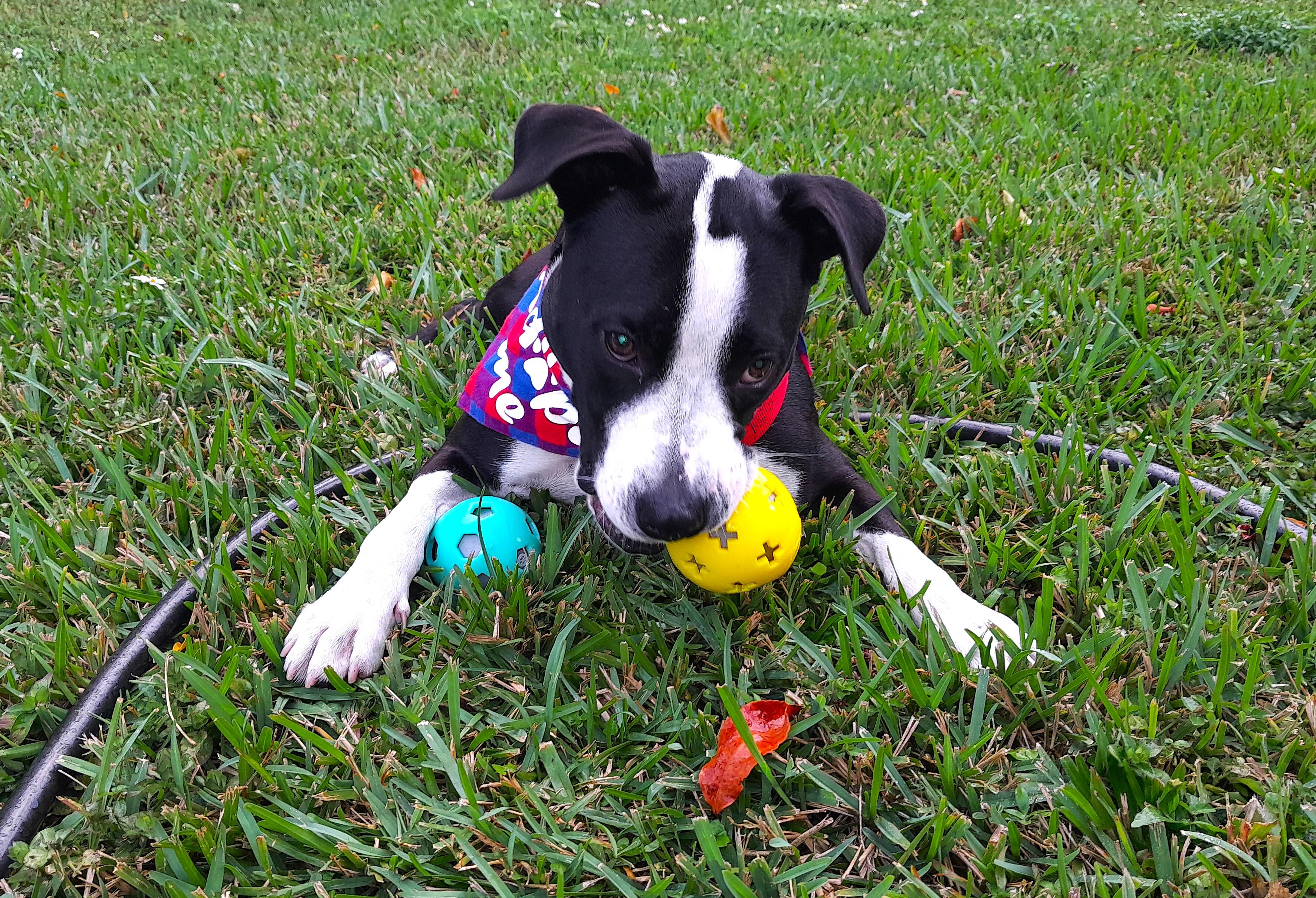 Bandit, a Adopted Mixed Breed in Margate, FL image 5/6
