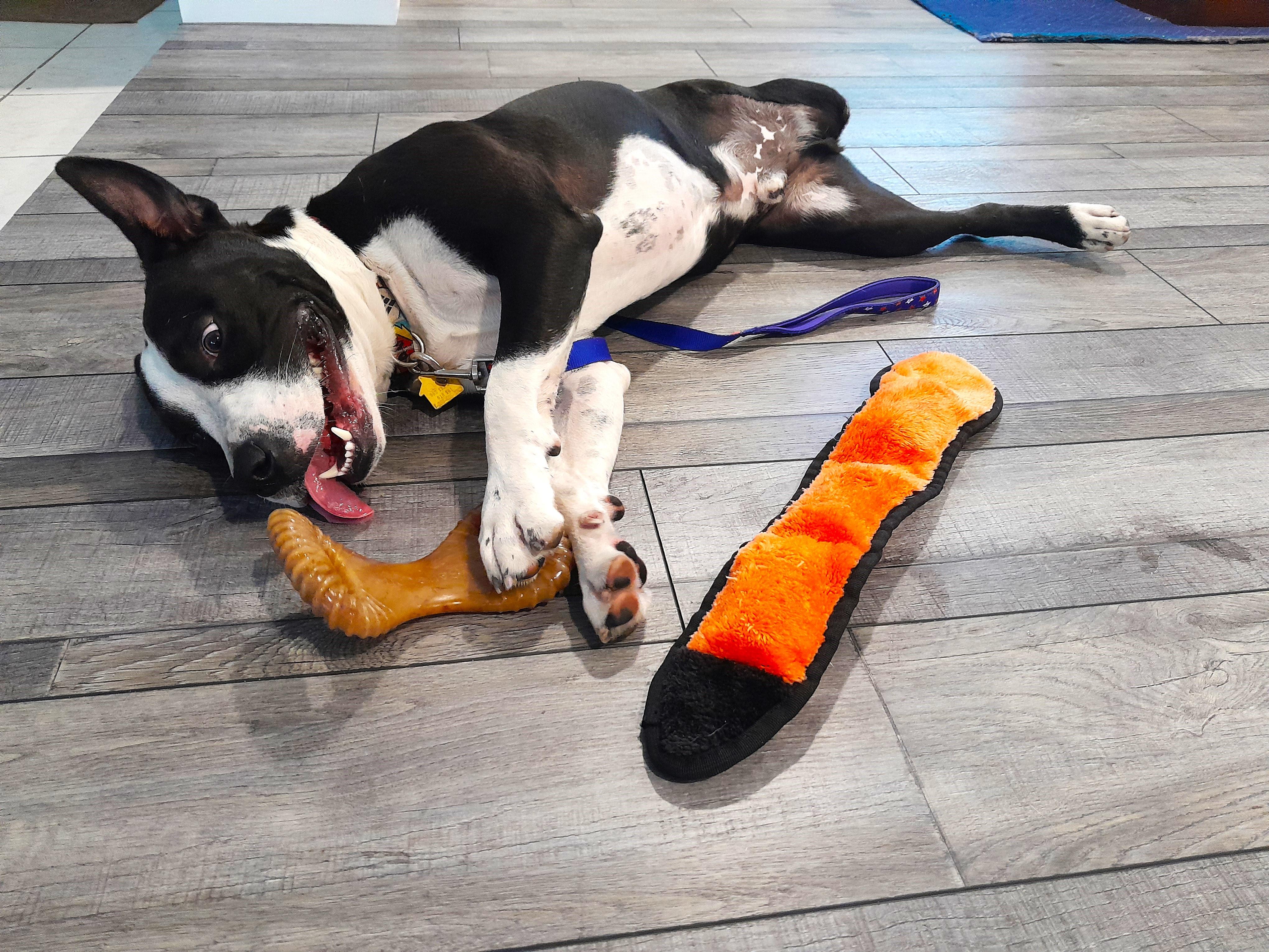 Bandit, a Adopted Mixed Breed in Margate, FL image 3/6