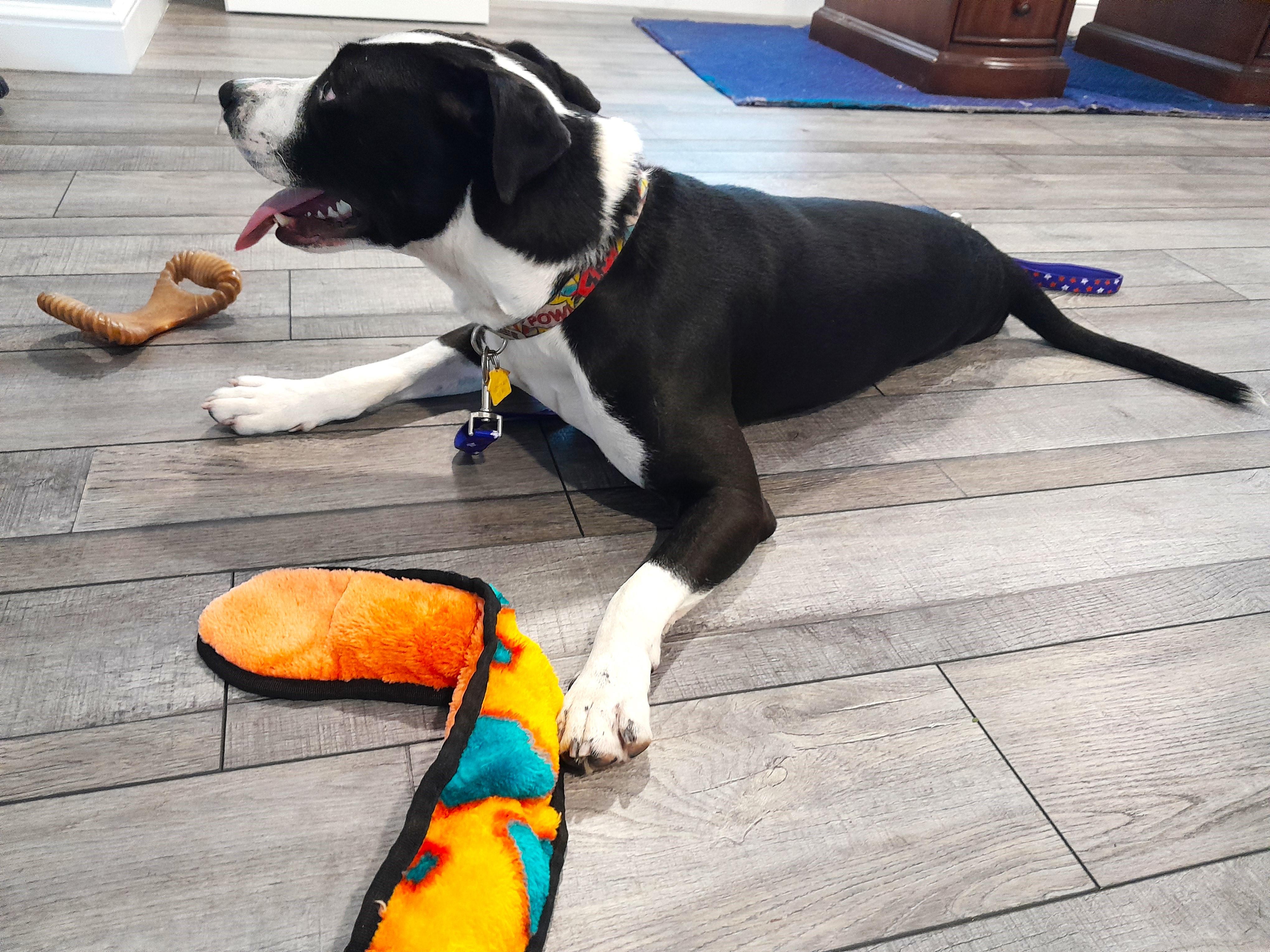 Bandit, a Adopted Mixed Breed in Margate, FL image 2/6