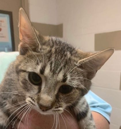 Velma, a Adoptable mixed breed in Portsmouth, OH image 1/2