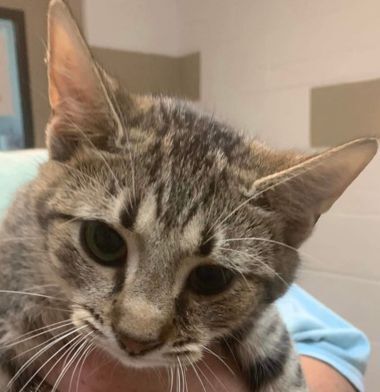 Velma, a Adoptable mixed breed in Portsmouth, OH image 2/2