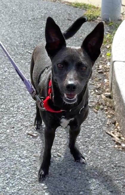 Lola, Adoptable, Adult Female Feist & Mixed Breed.