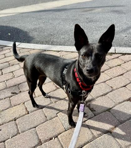 Enlarge Lola, a Adoptable mixed breed in Washington, DC image 2/3