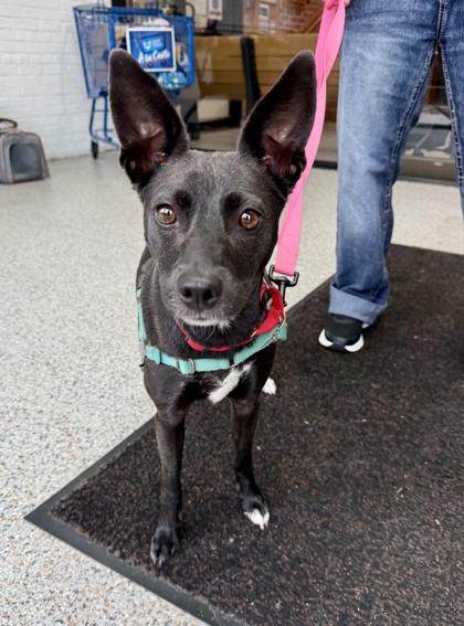 Enlarge Lola, a Adoptable mixed breed in Washington, DC image 3/3