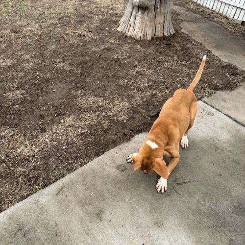 Enlarge Clyde, a Adoptable mixed breed in Richmond, MO image 1/5