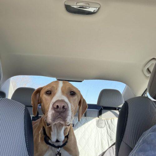 Clyde, a Adoptable mixed breed in Richmond, MO image 2/5